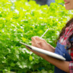 hydroponics system planting vegetables herbs without using soil health