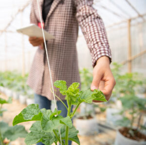young agricultural enginner studying new sort of melon growing i